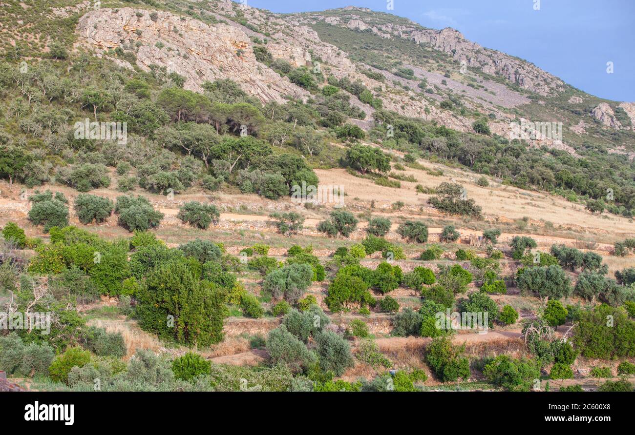 Moriscos terracing green belt with vegetable gardens along the Sierra Grande hillside, Hornachos, Extremadura, Spain. Stock Photo