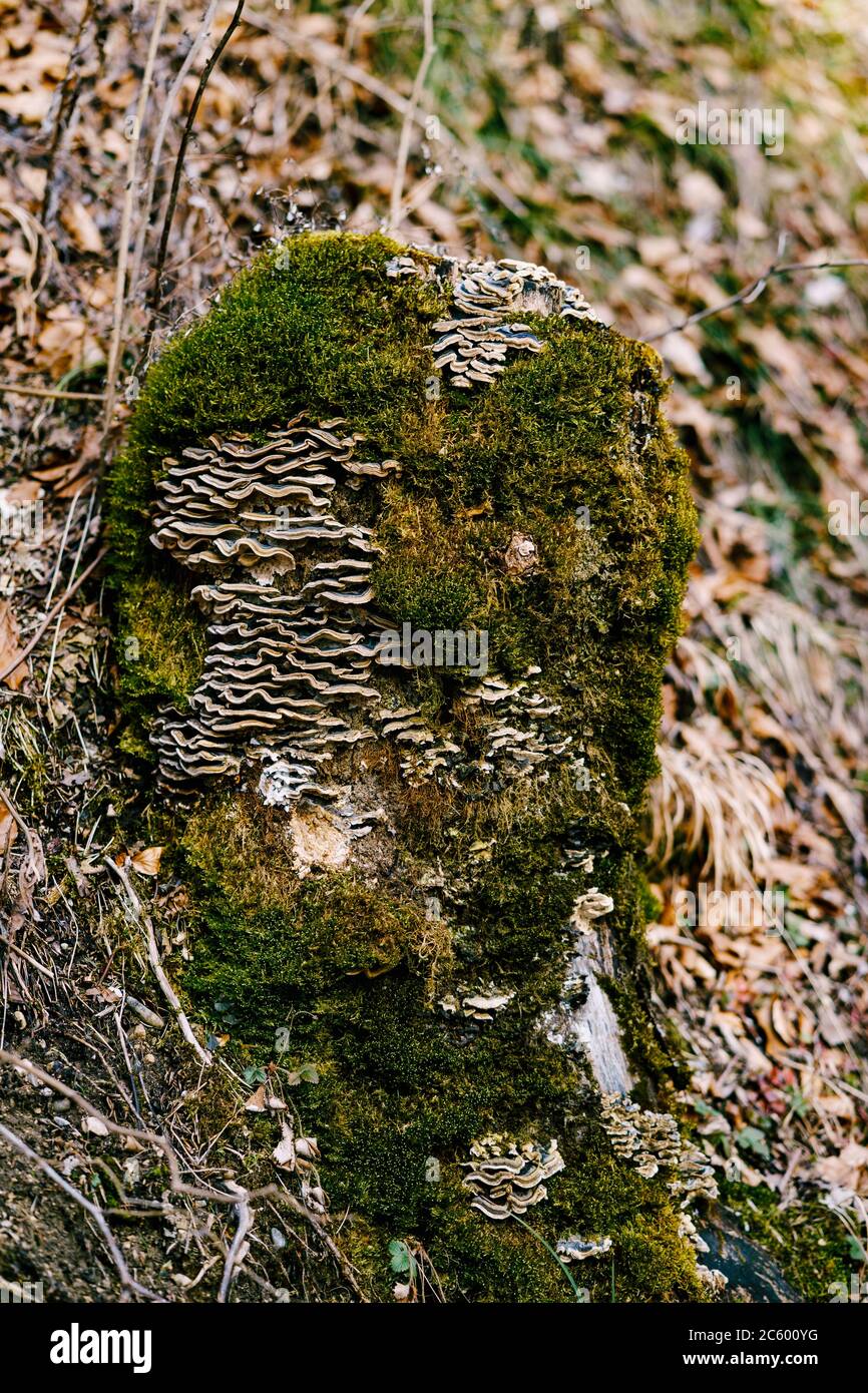 Tinder fungi on a tree overgrown with moss. Stock Photo