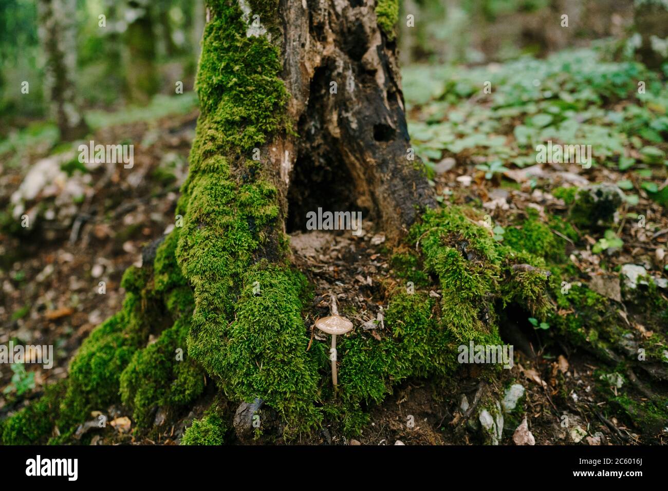 Toadstool mushroom near a rotten stump overgrown with moss in the forest. Stock Photo