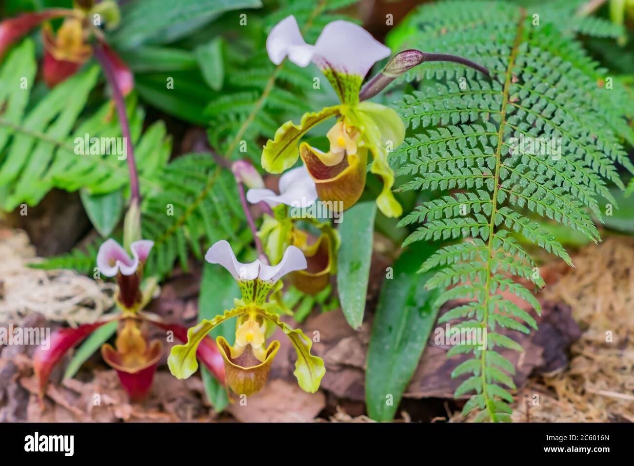 blooming Orchid Paphiopedilum in botanical garden Stock Photo