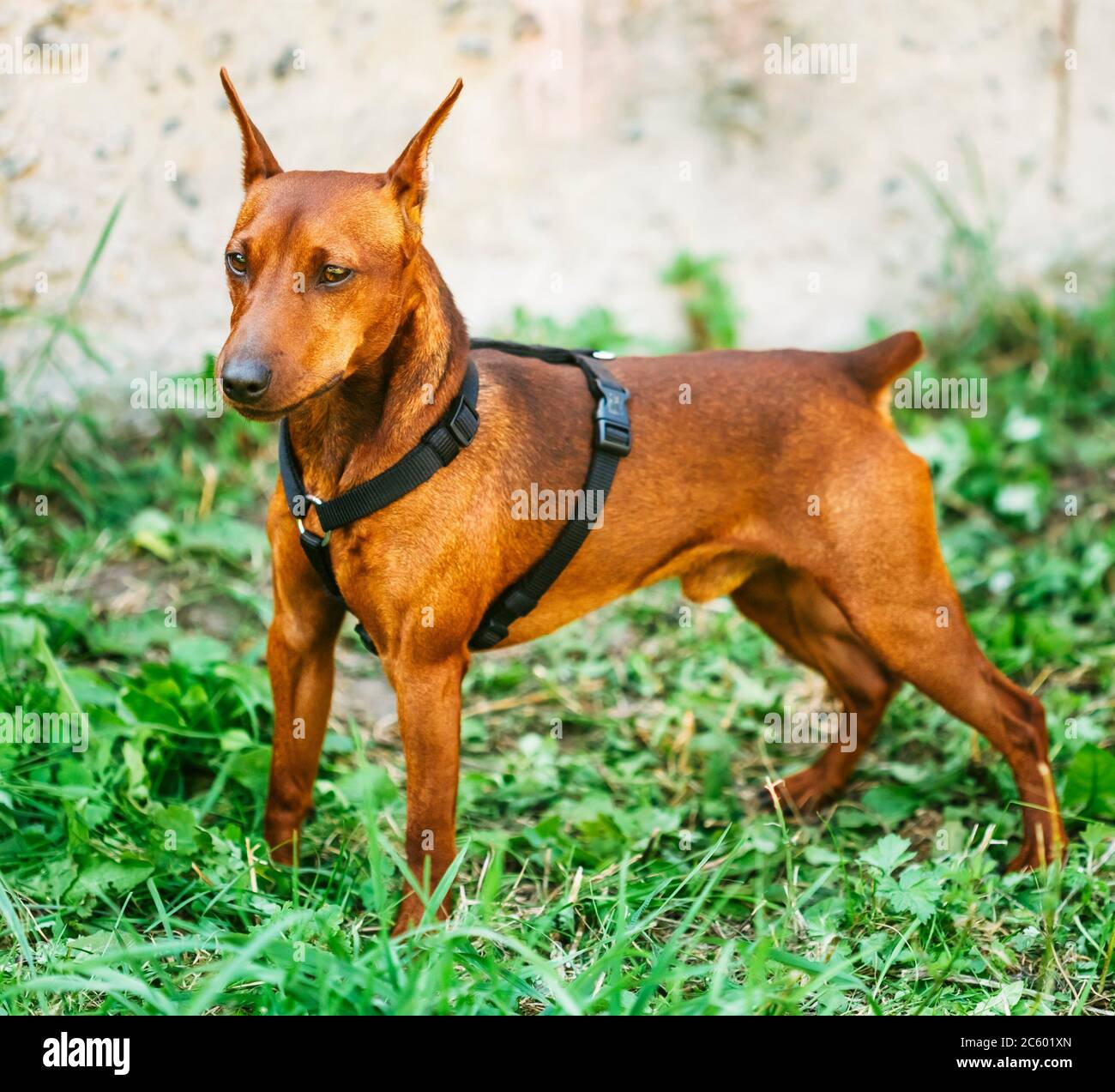 Red Dog Miniature Pinscher Zwergpinscher Min Pin Over Green