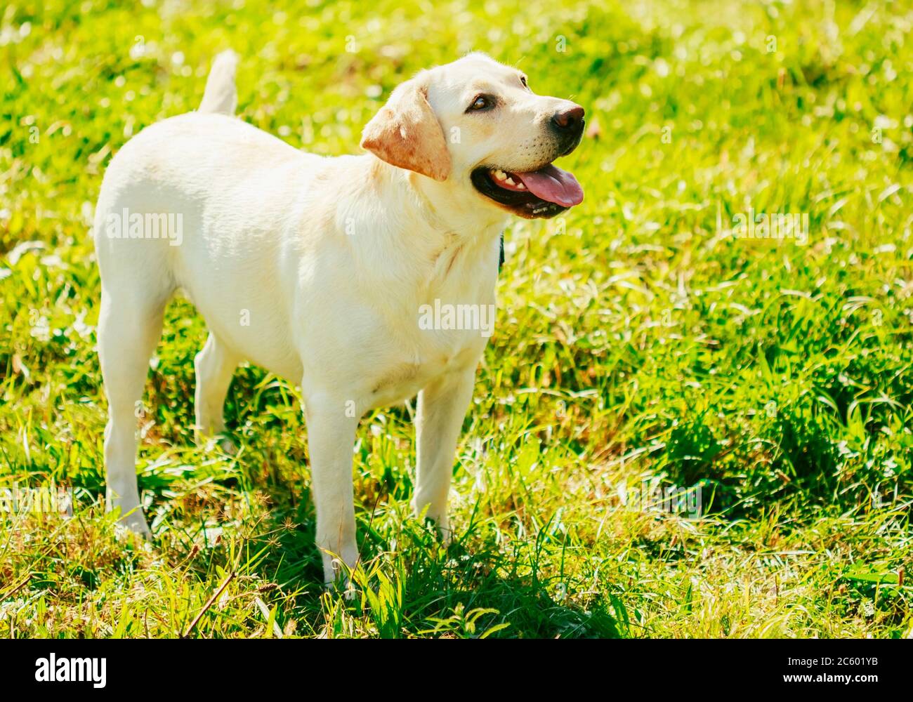https://c8.alamy.com/comp/2C601YB/white-labrador-retriever-dog-standing-on-green-grass-outdoor-2C601YB.jpg