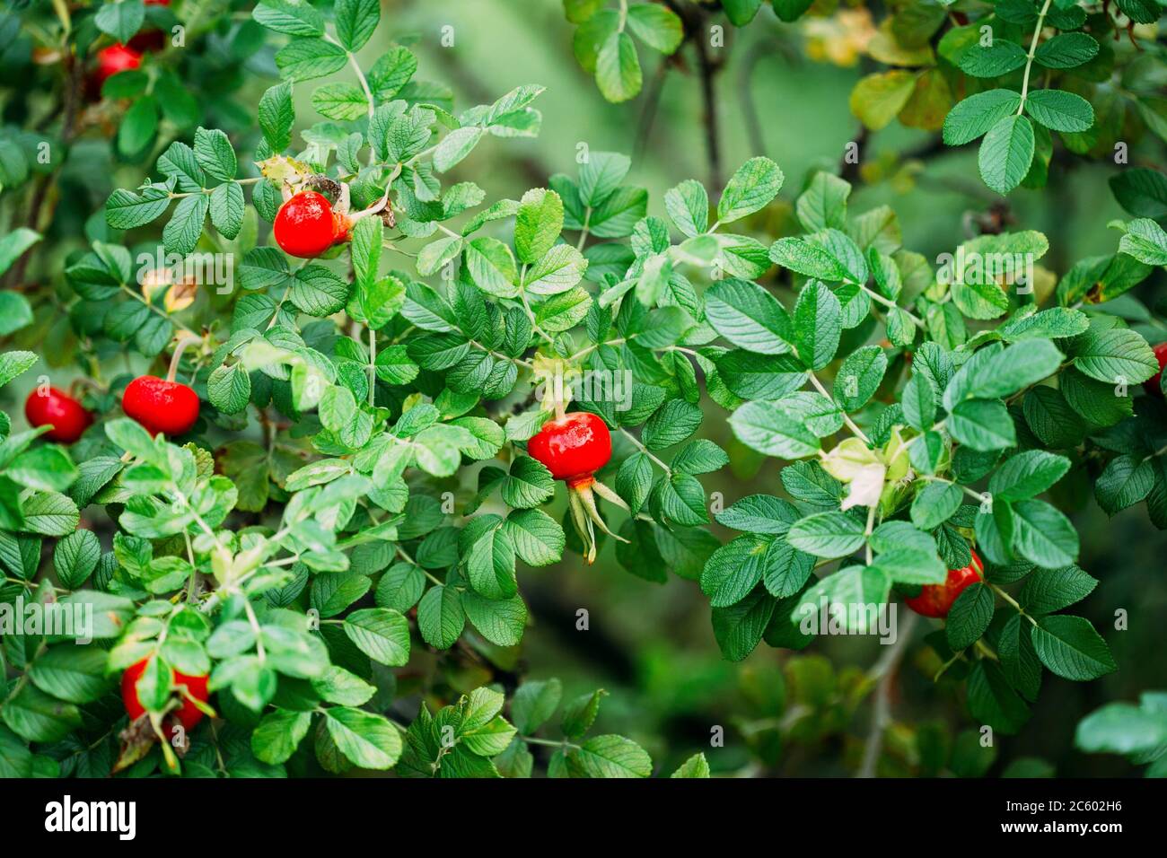 Red Rose Hip Or Rosehip. Rose Hips Contain Large Amounts Of Vitamins, Especially Vitamin C And