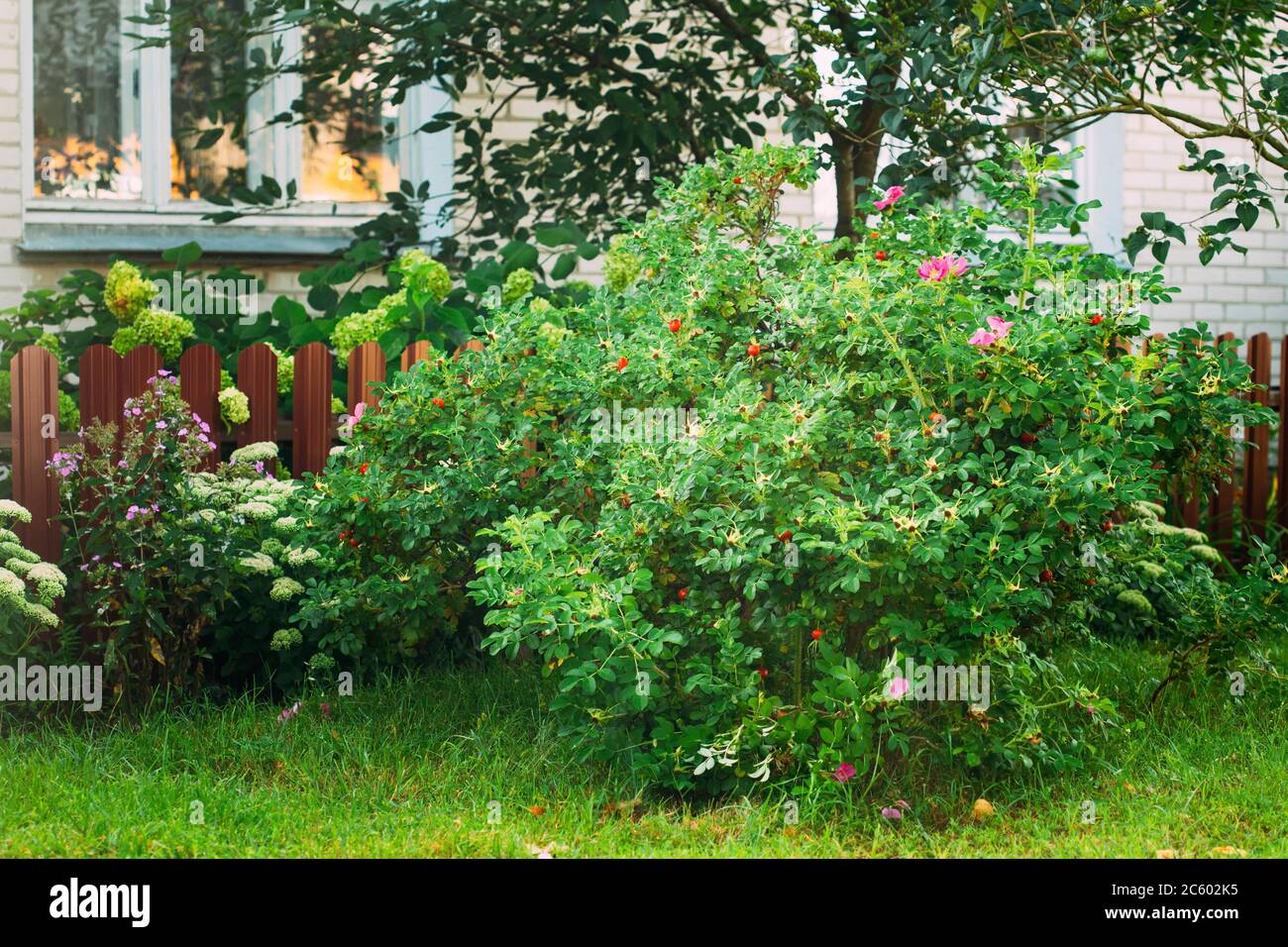 Bush With Red Rose Hip Or Rosehip. Rose Hips Contain Large Amounts Of Vitamins, Especially