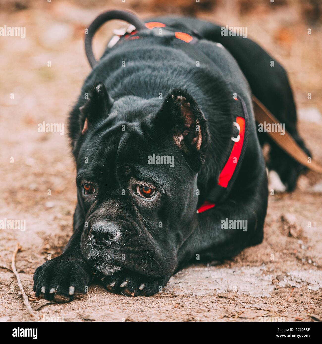 Sad Black Young Cane Corso Puppy Dog Wears In Special Clothes Sitting