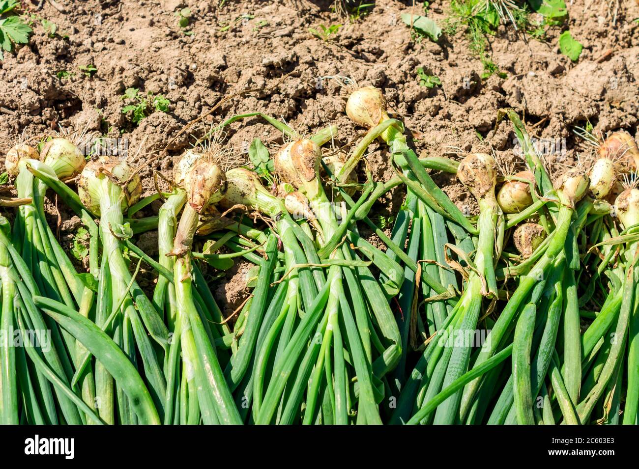 onion harvest in a row on ground closeup Stock Photo Alamy