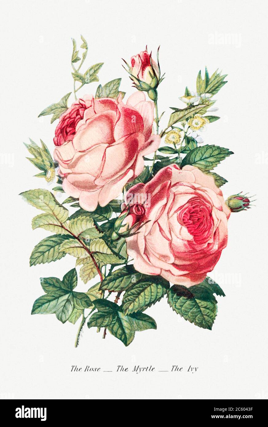 The Rose The Myrtle And The Ivy From The Language Of Flowers Or Floral Emblems Of Thoughts Feelings And Sentime Jpg 2c6043f Stock Photo Alamy