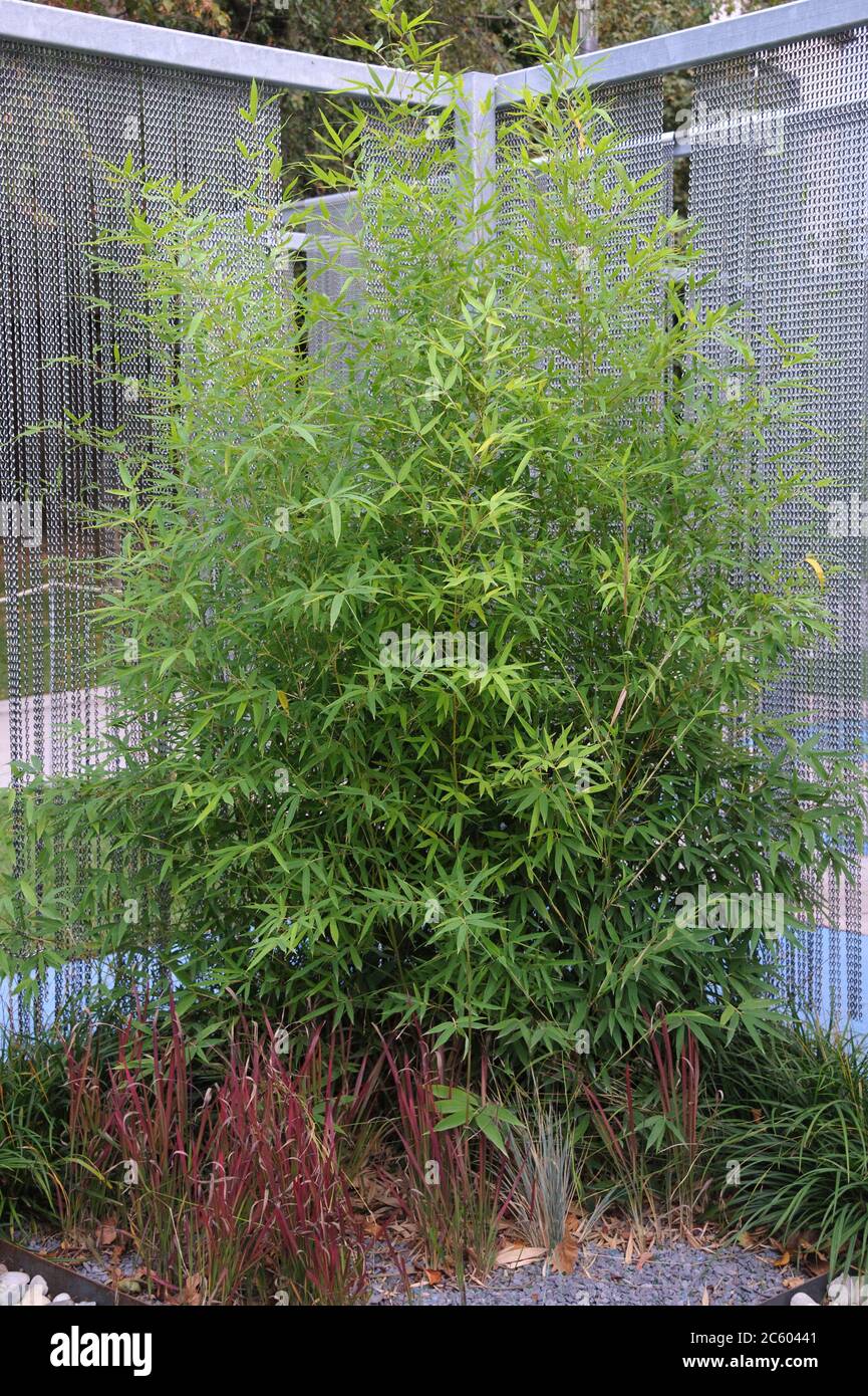 Bisett-Flachrohrbambus Phyllostachys bissetii Stock Photo