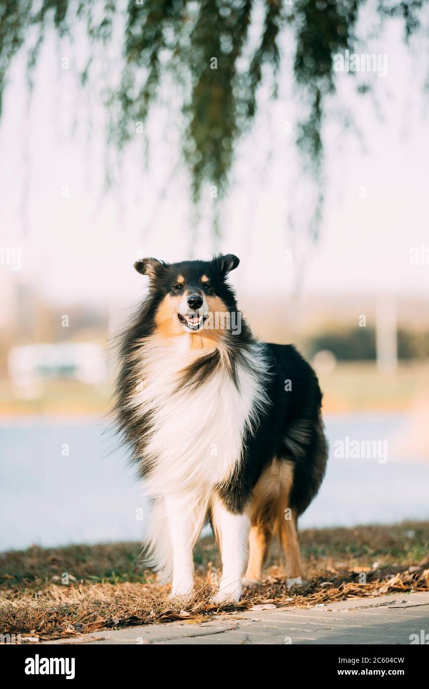Lassie dog sitting stock image. Image of female, dogs - 70737099