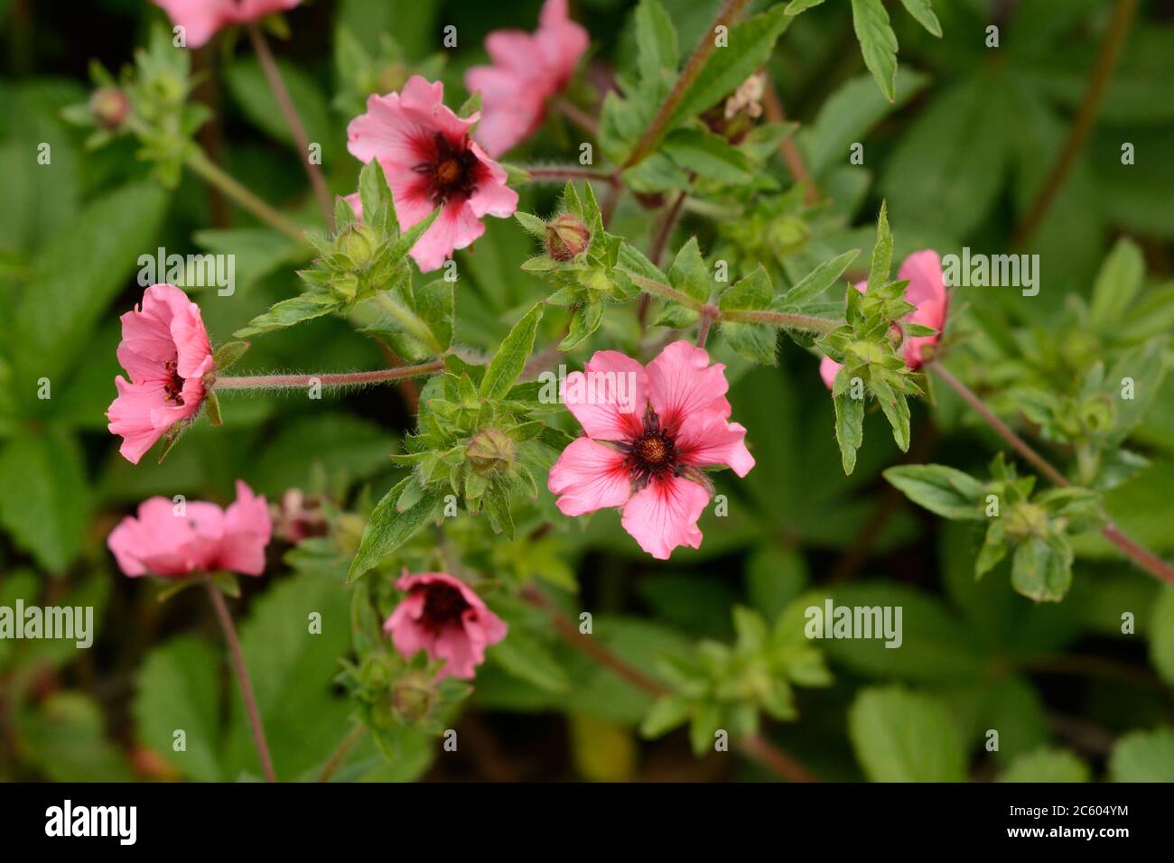 Potentilla nepalensis Helen Jane Cinquefoil pink flower  flowers with red eye Stock Photo