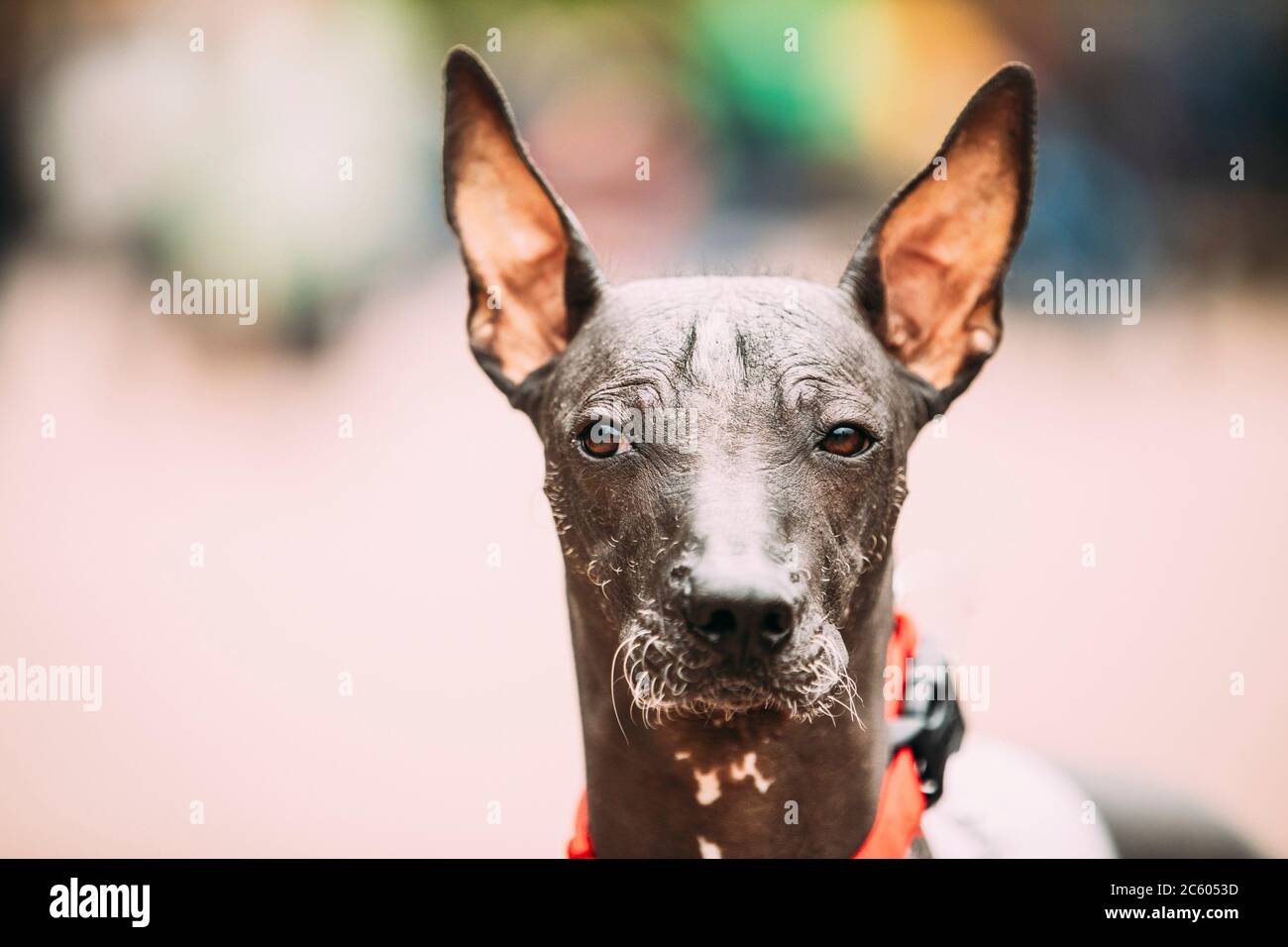 Xoloitzcuintli sales google translate