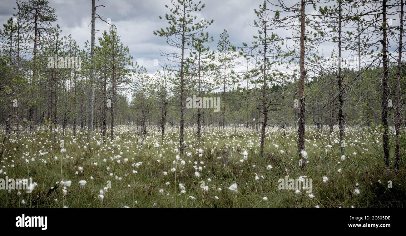 Cotton grass in the swamp in Finland Stock Photo Alamy