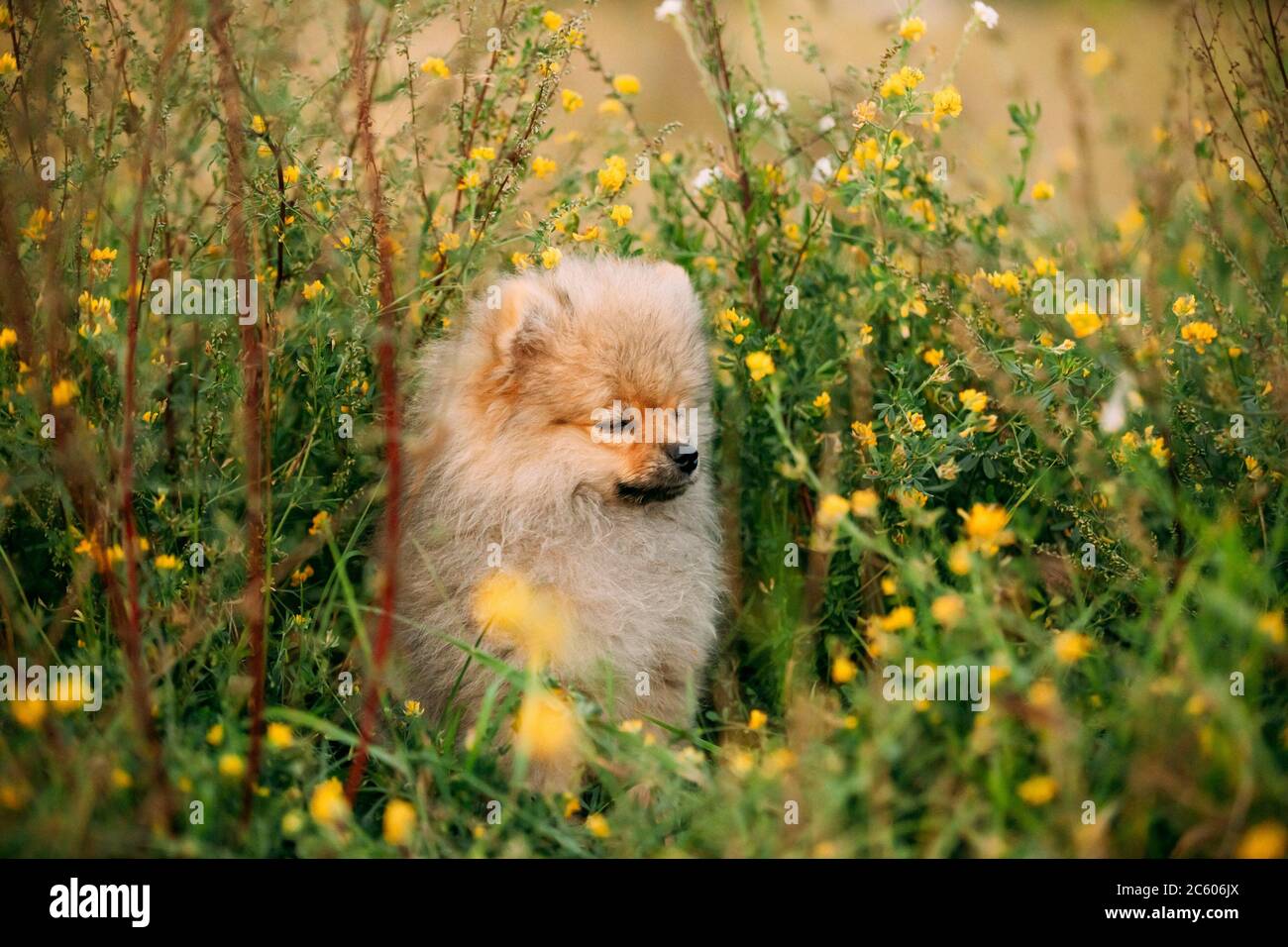 wild pomeranian