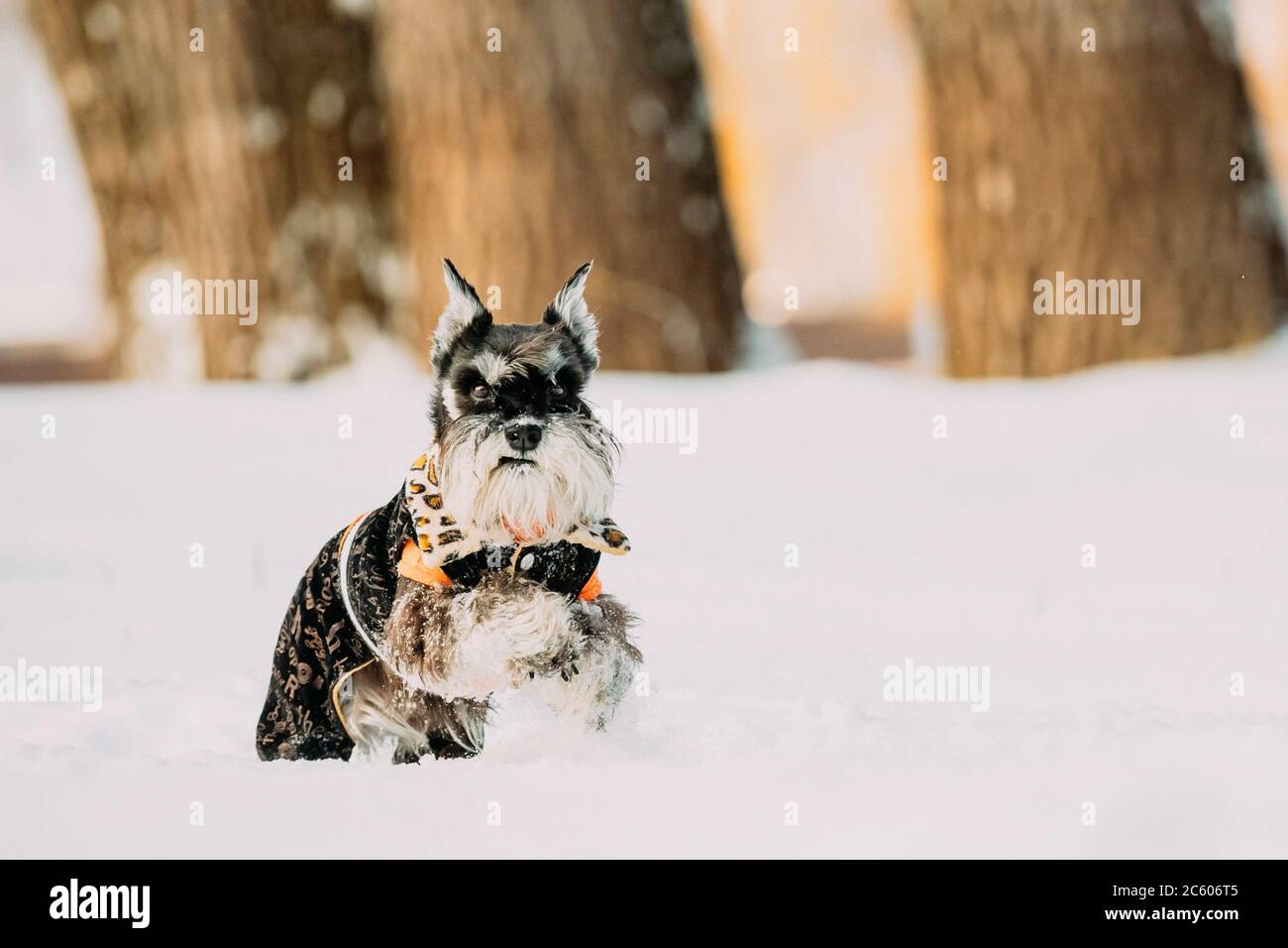 How fast can a miniature cheap schnauzer run