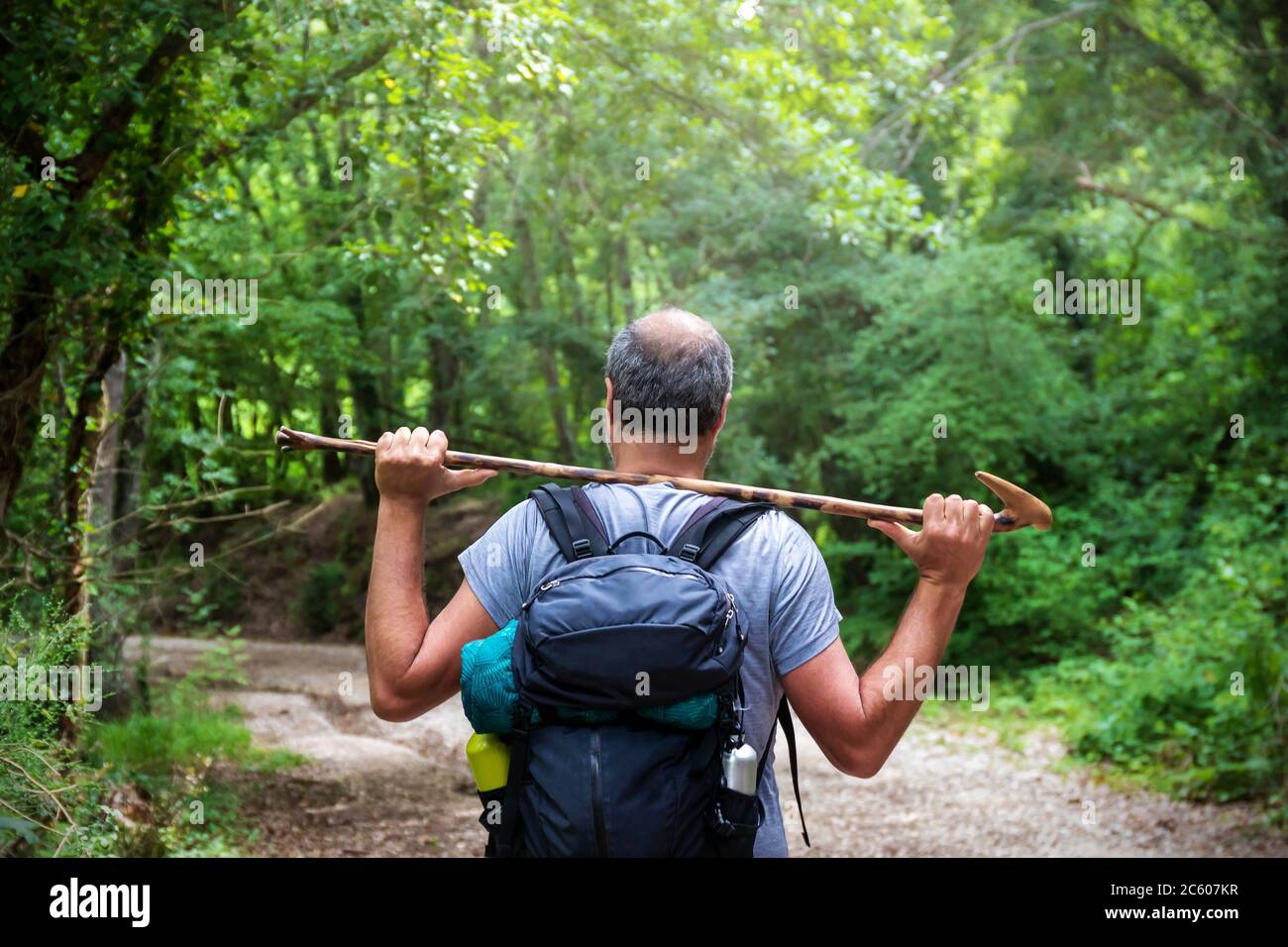 The man walks on the path in the woods, carrying his trekking stick on his shoulders. All around the rich surrounding vegetation with the green of Stock Photo