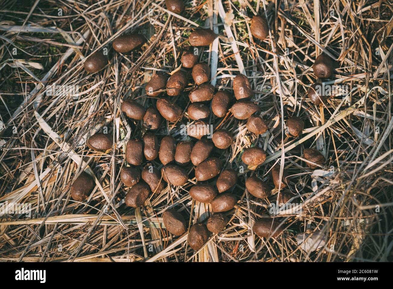 Wild animal scat hires stock photography and images Alamy