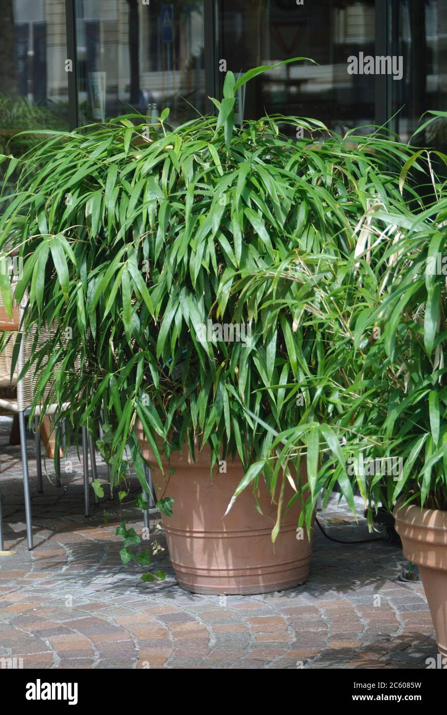 dracaena bicolor Bicolor Dragon Tree main image 0