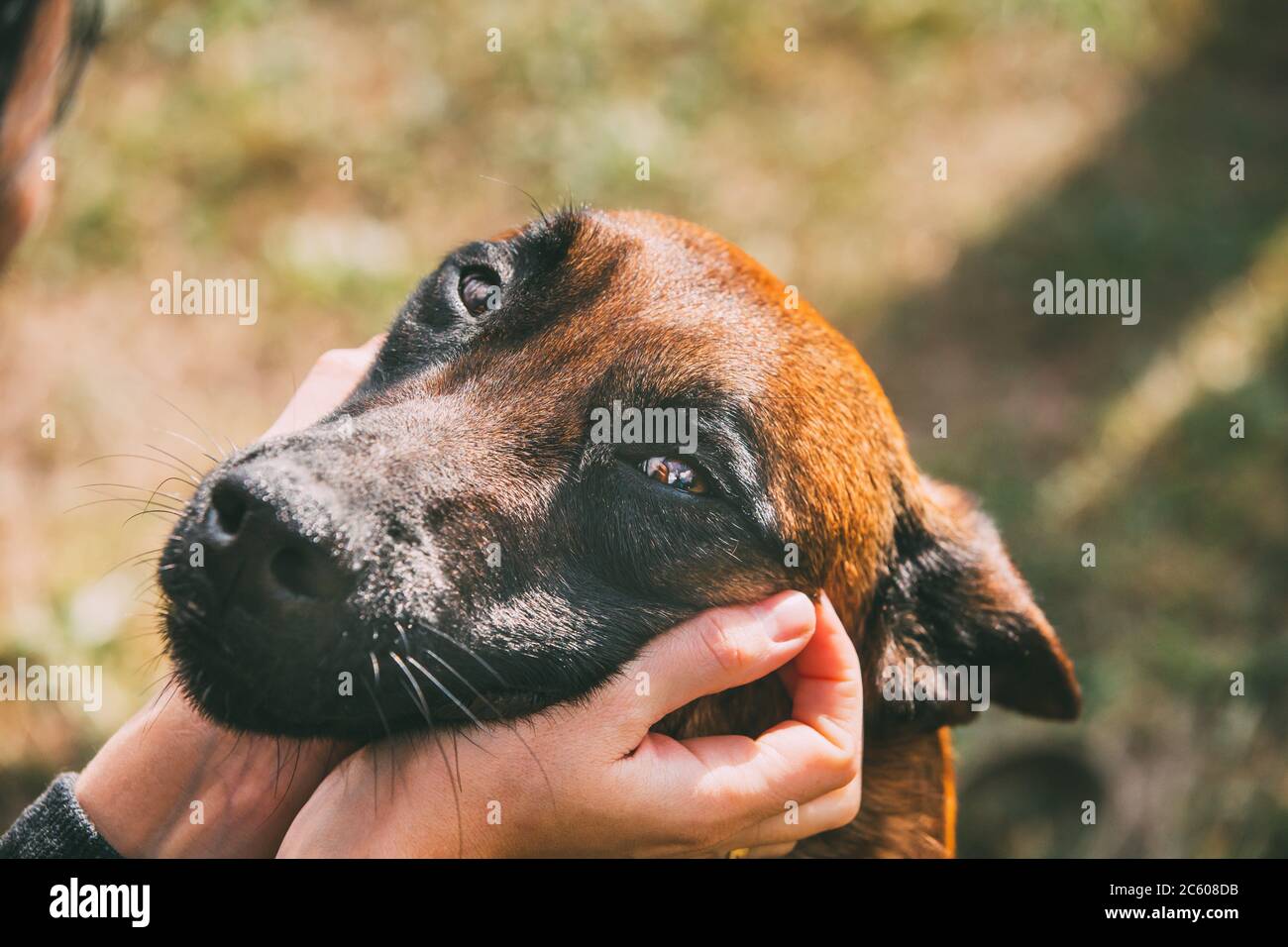 Dog Handler Care High Resolution Stock Photography And Images Alamy Dog Handler Care High Resolution Stock Photography And Images Alamy