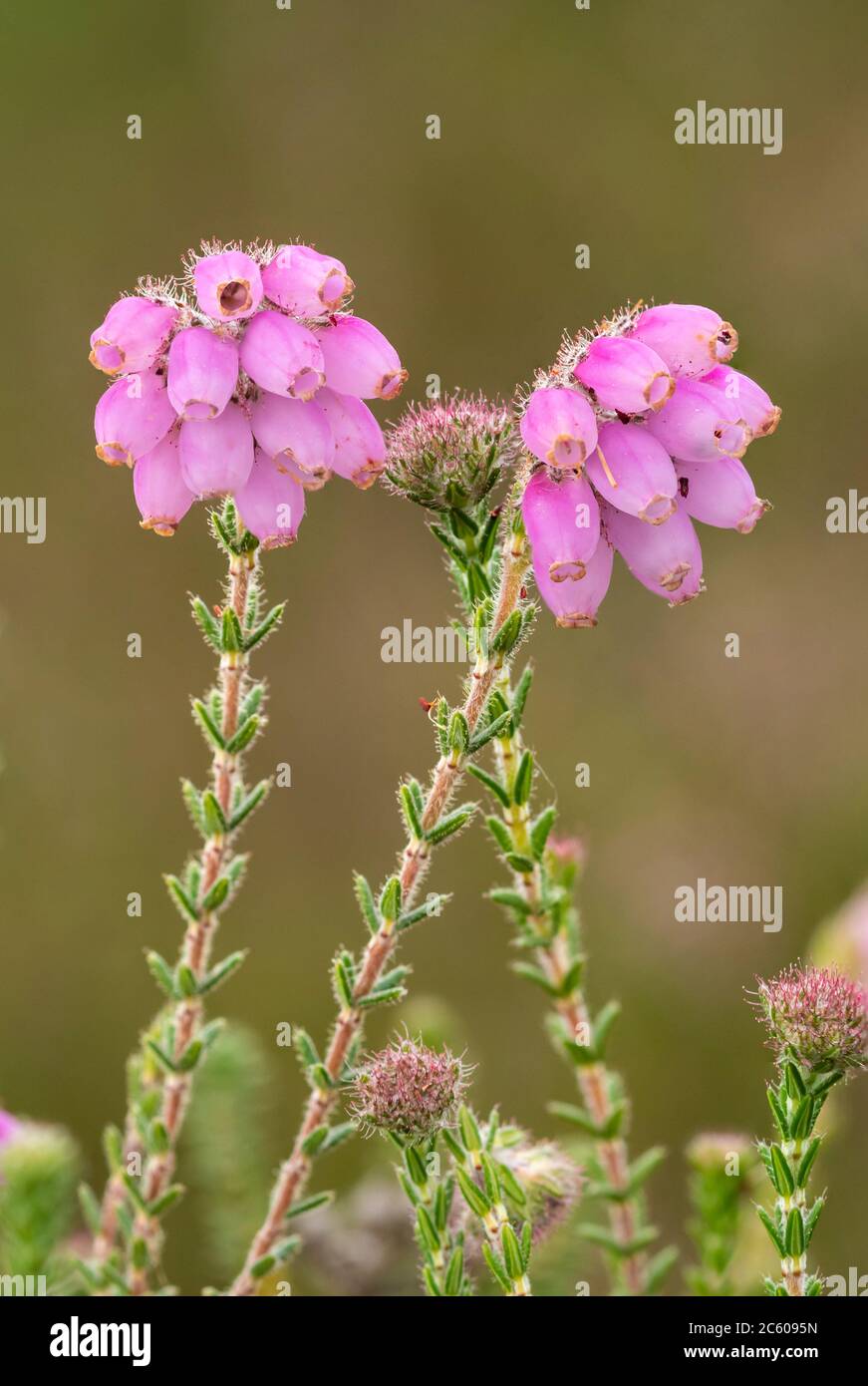 Cross-leaved heath (Erica tetralix) flowers in July, UK, a type of heather that prefers acid bogs, wet heath or moorland Stock Photo