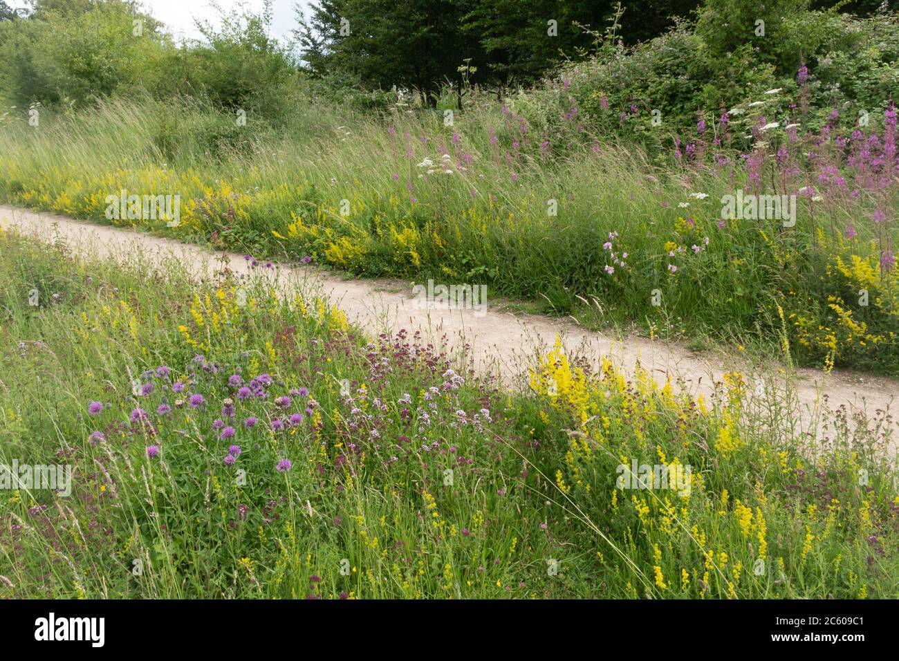 Wildflower meadow at Magdalen Hill Down nature reserve in Hampshire, UK, during July or summer Stock Photo