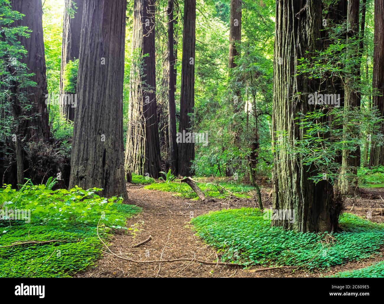 Redwoods National Park. California. USA. Stock Photo