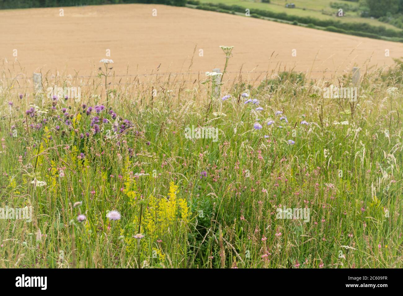 Wildflower meadow at Magdalen Hill Down nature reserve in Hampshire, UK, during July or summer Stock Photo