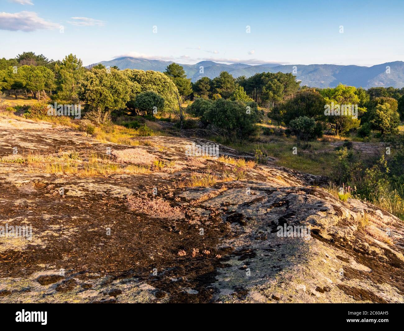 The Piquillo pinewood and Sierra de Gredos on the background in spring time. Madrid. Spain. Europe. Stock Photo