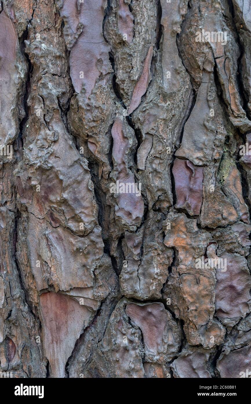 Relief texture or background of bark of Pine tree Stock Photo - Alamy