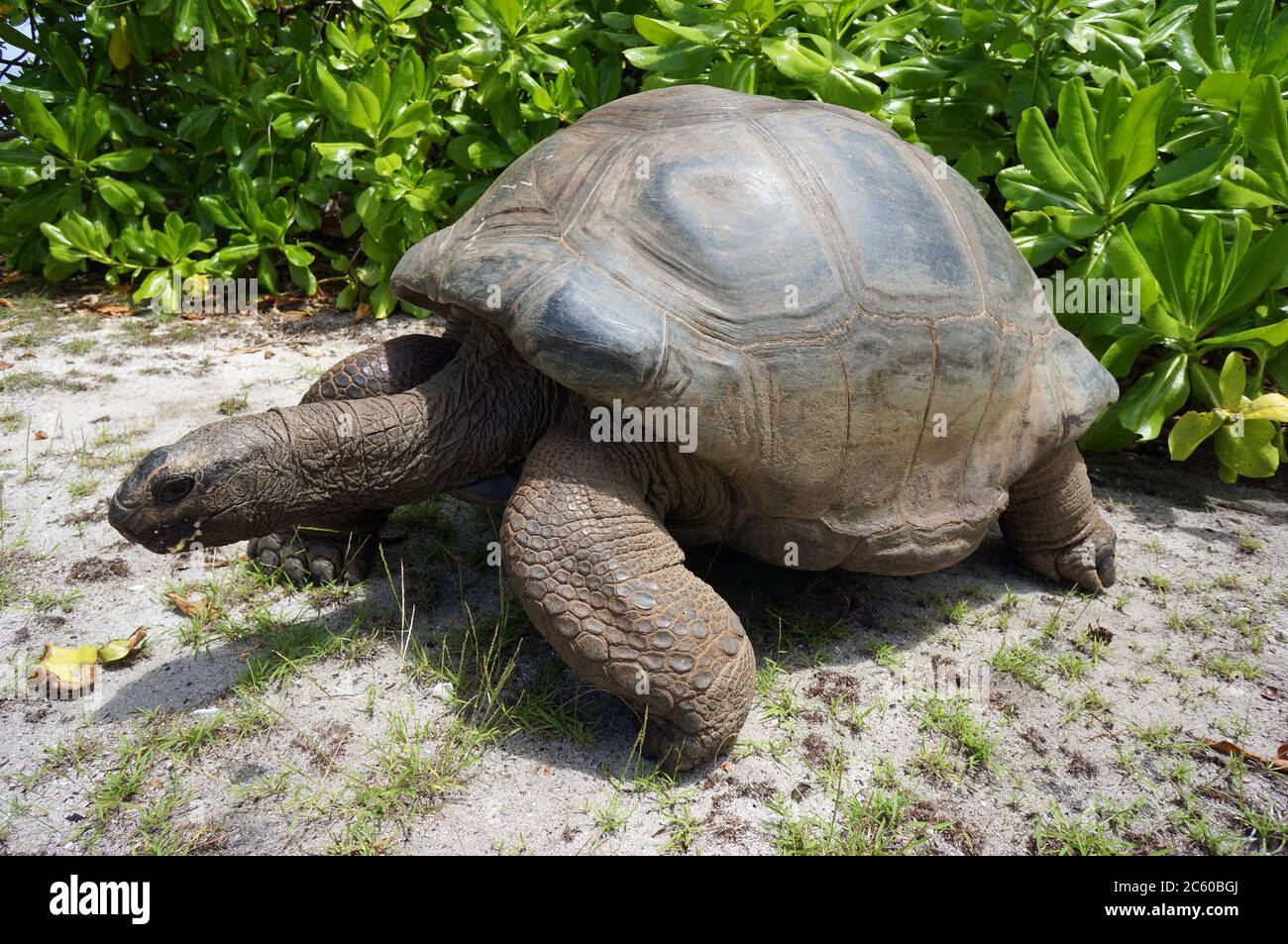 Giant tortoise close to the beach Stock Photo - Alamy