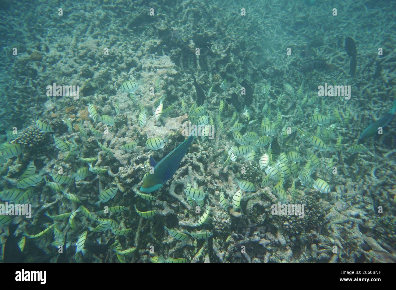 Swarm of Convict Surgeonfish and a parrotfish eating corals Stock Photo