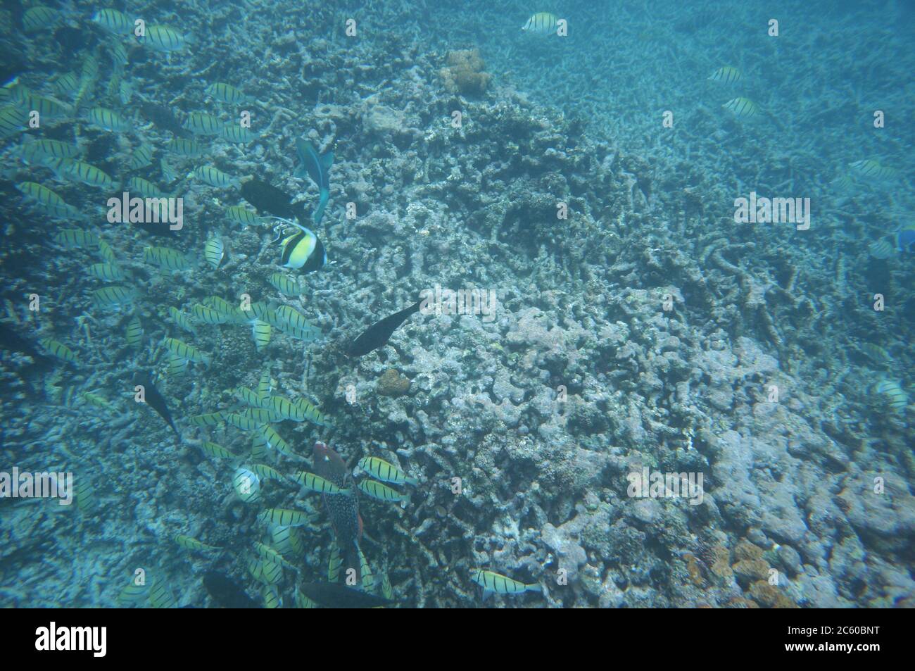 Swarm of Convict Surgeonfish and a Moorish idol eating corals Stock Photo