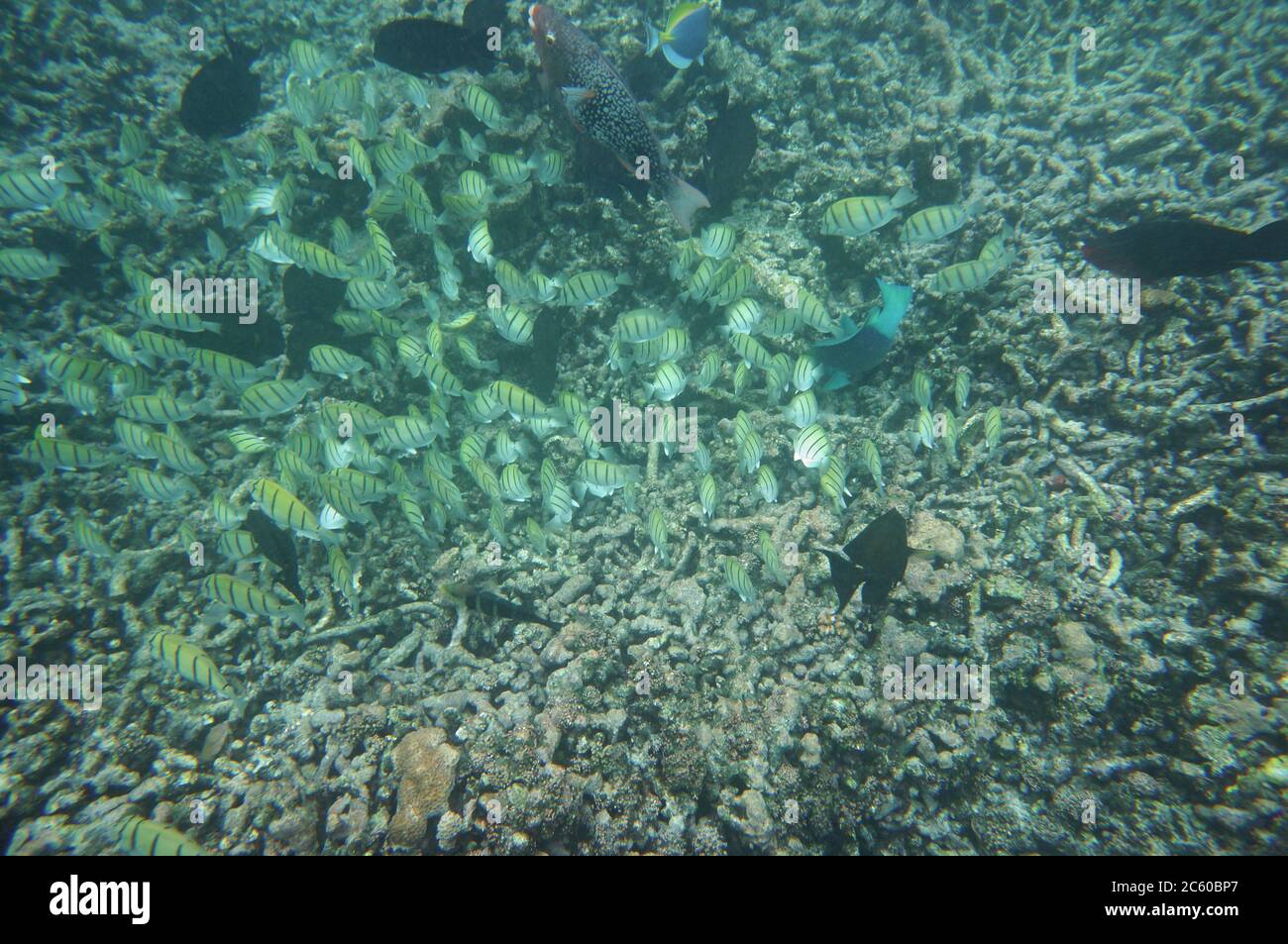 Swarm of Convict Surgeonfish and many other fish eating Stock Photo