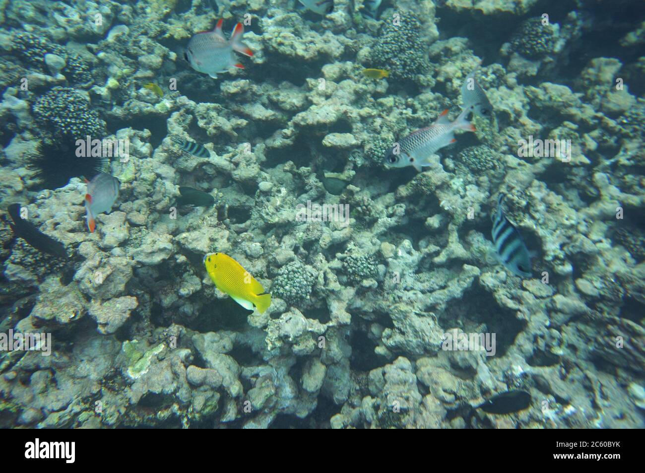 Angelfish with other fish on a reef Stock Photo
