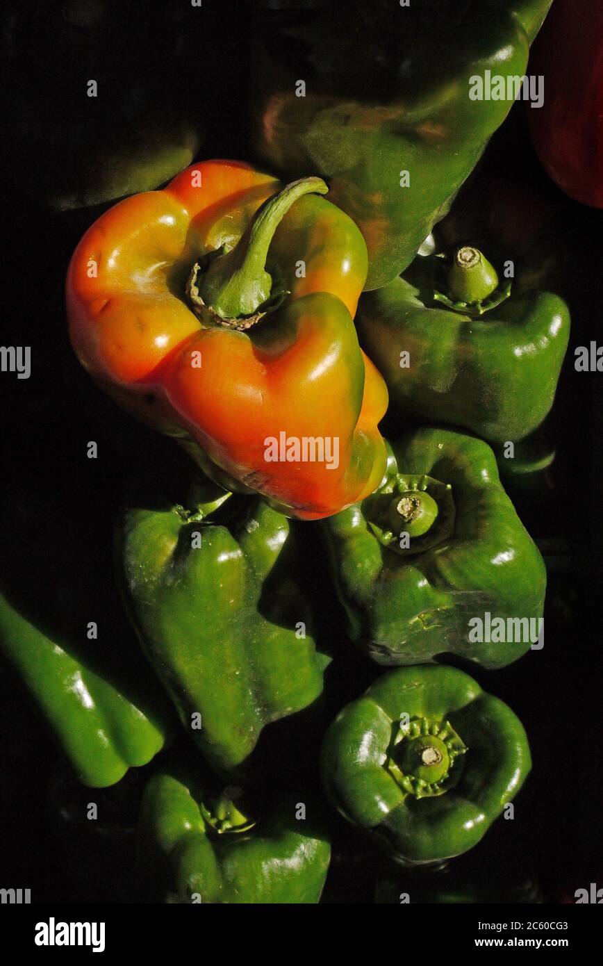 As Green peppers ripen they turn into red. Stock Photo