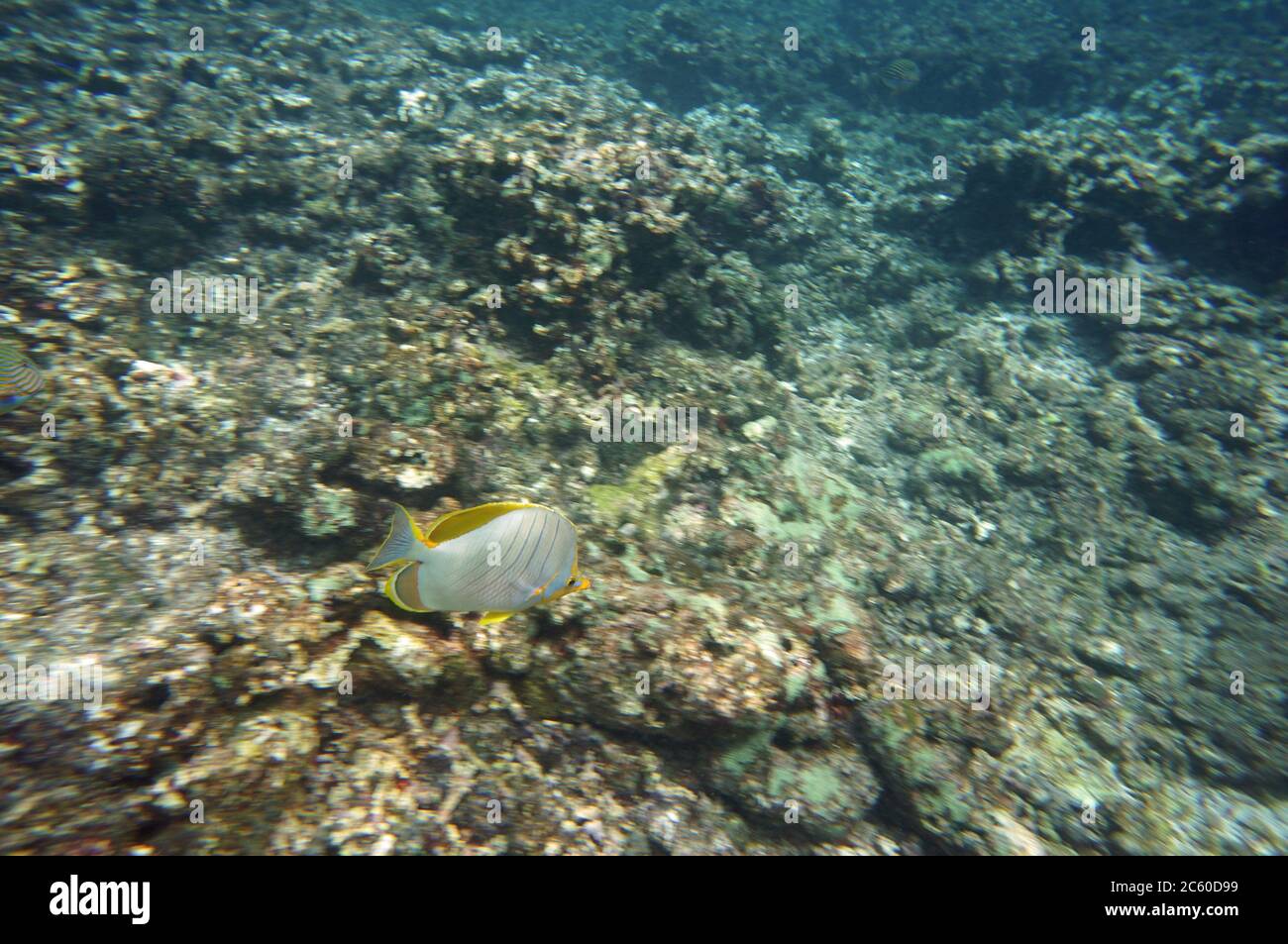 Yellow Butterflyfish swimming fast Stock Photo