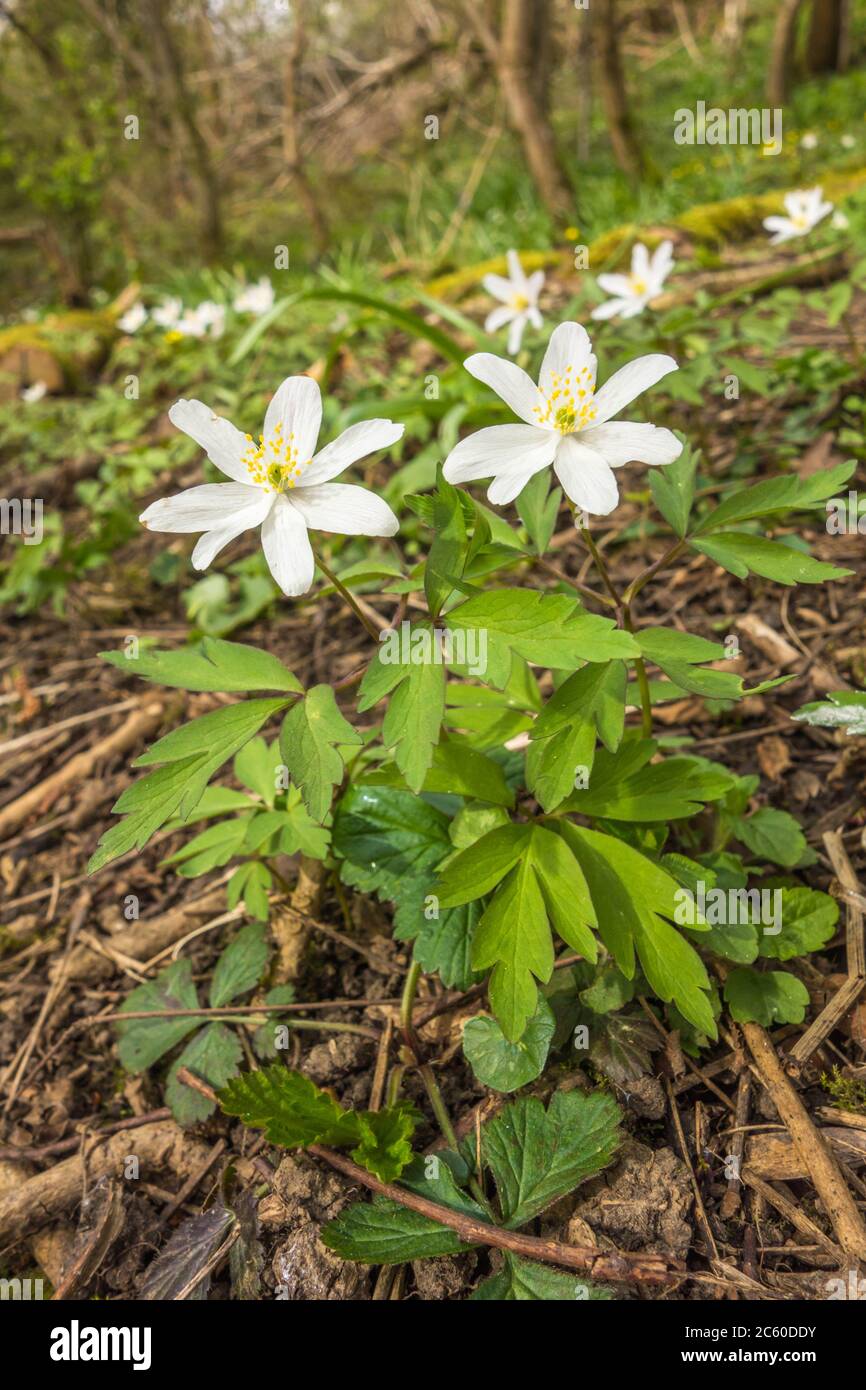 Wood Anemone (Anemone nemorosa) a woodland perennial that flowers from  March to May. Herefordshire UK. April 2020 Stock Photo - Alamy