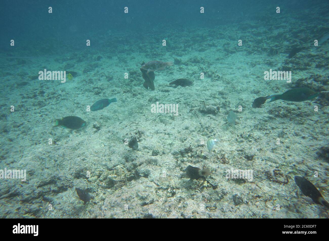 Several different parrotfish eating on the ground Stock Photo