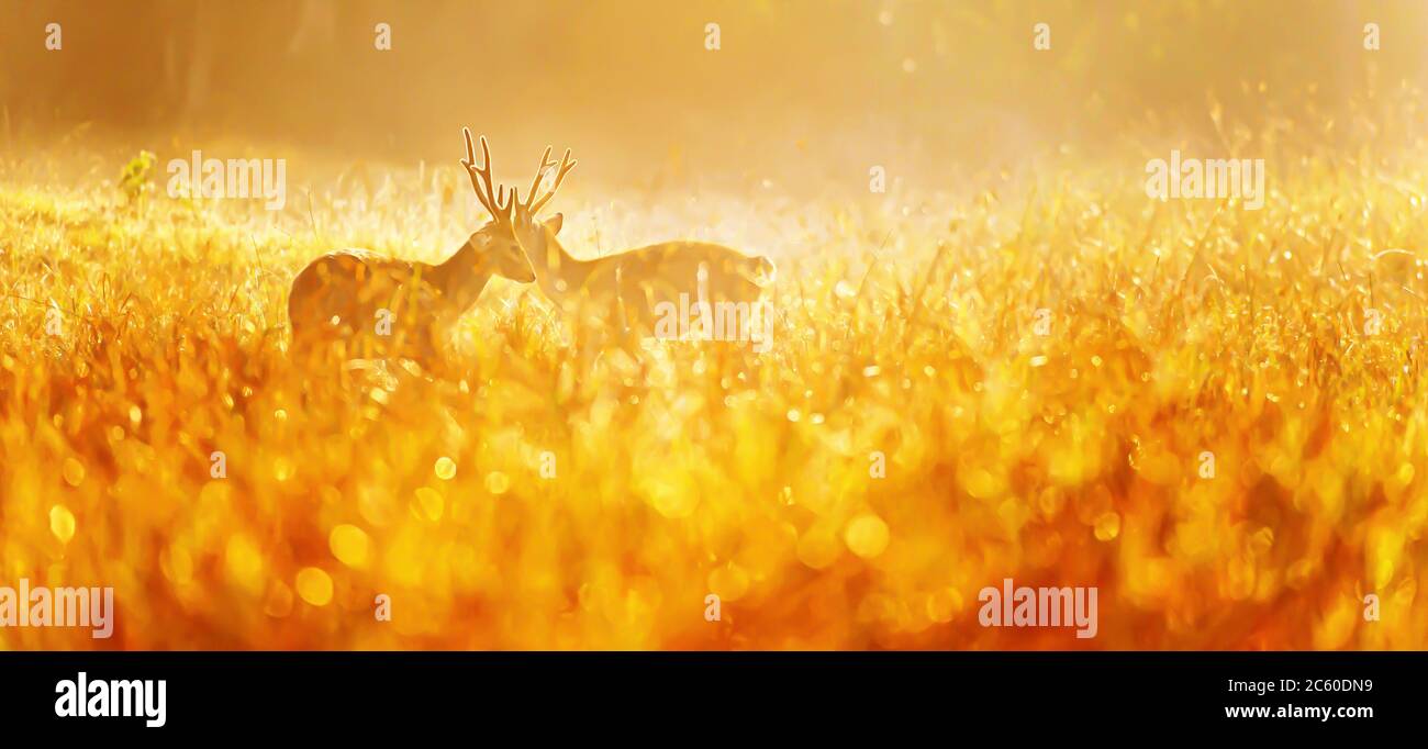 Two males Hog Deer fight for mating rituals in a grassland in the morning mist, glowing morning dew in the early light. Stock Photo