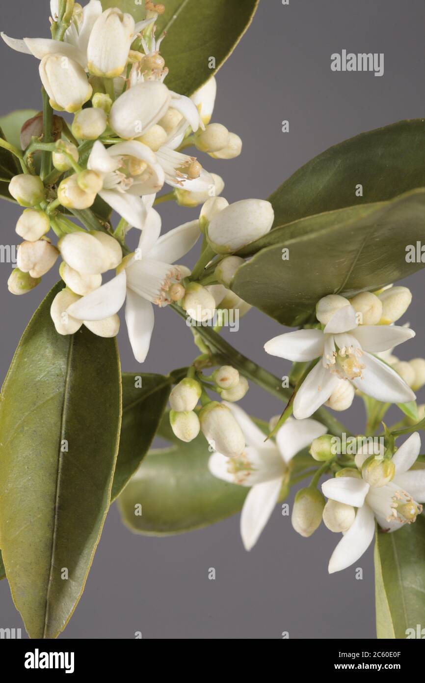 Orange blossom flower, Ribera, Sicily Stock Photo Alamy