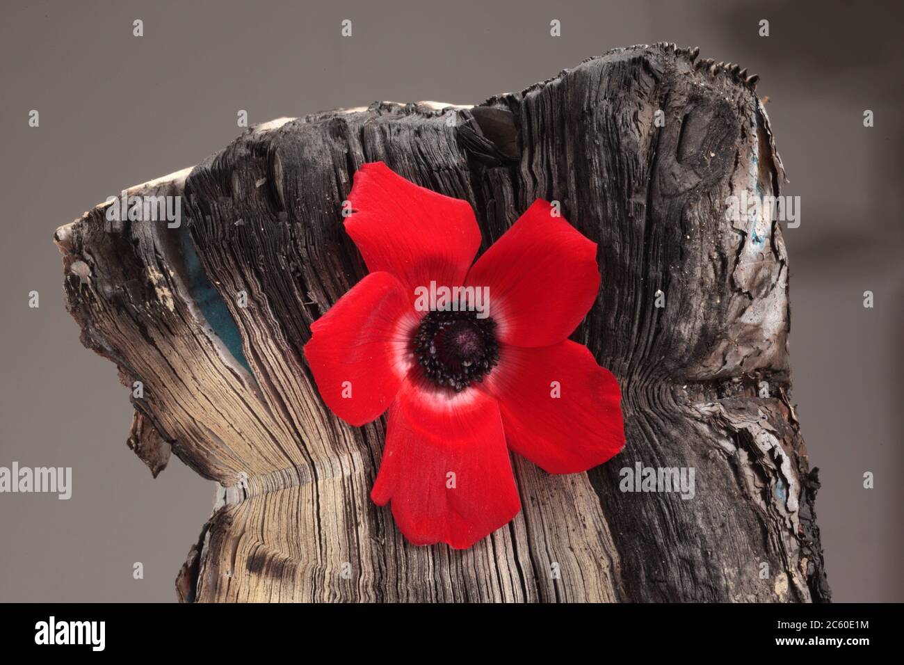 Sheets of worn and slightly burnt paper with poppies. Stock Photo