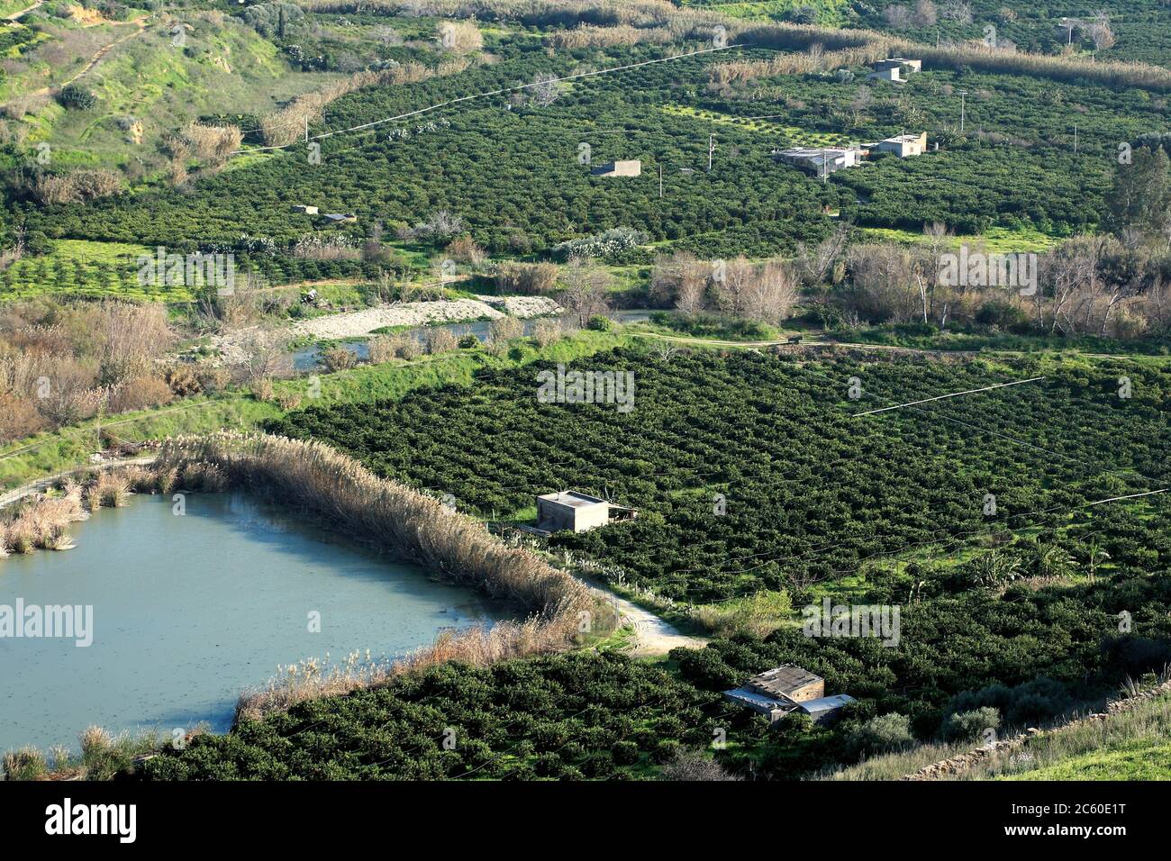 Washington Navel orange cultivation in the Ribera area in Sicily. Stock Photo