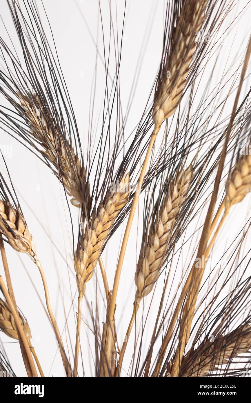 Durum wheat variety ´Senatore Cappelli´, Sicily Stock Photo - Alamy