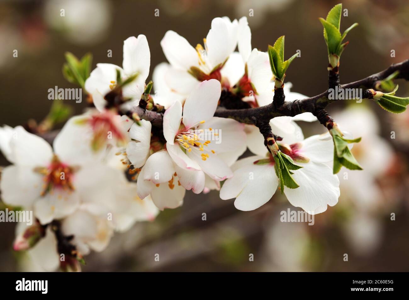 Almond flower trees field in spring season. Sicily Stock Photo Alamy