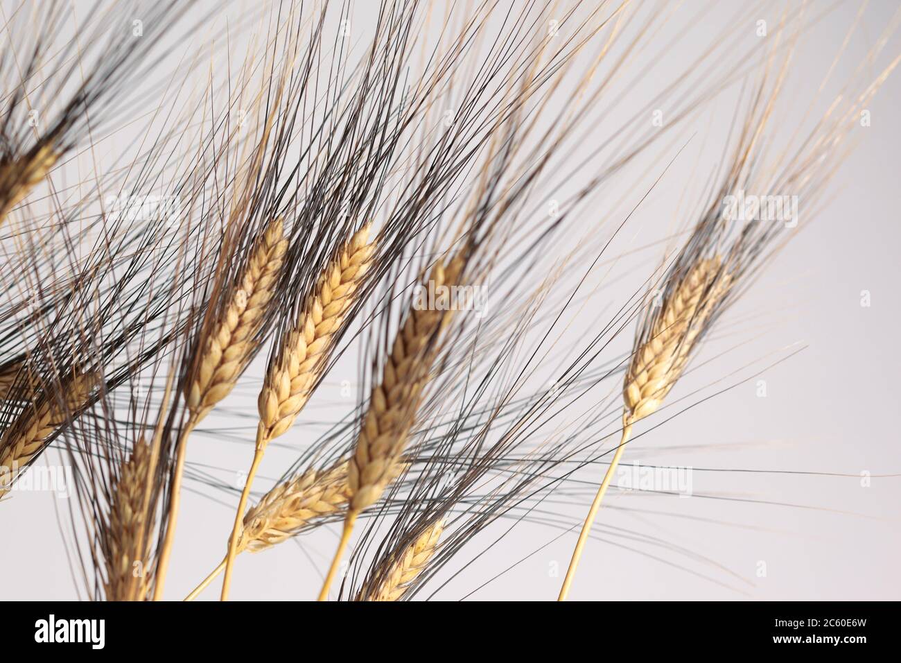 Durum wheat variety ´Senatore Cappelli´, Sicily Stock Photo - Alamy