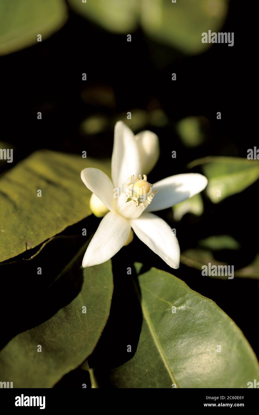 Orange blossom flower, Ribera, Sicily Stock Photo Alamy