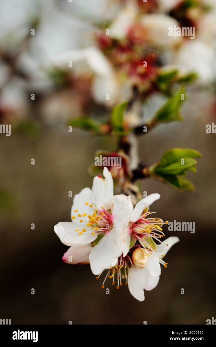 Almond flower trees field in spring season. Sicily Stock Photo Alamy