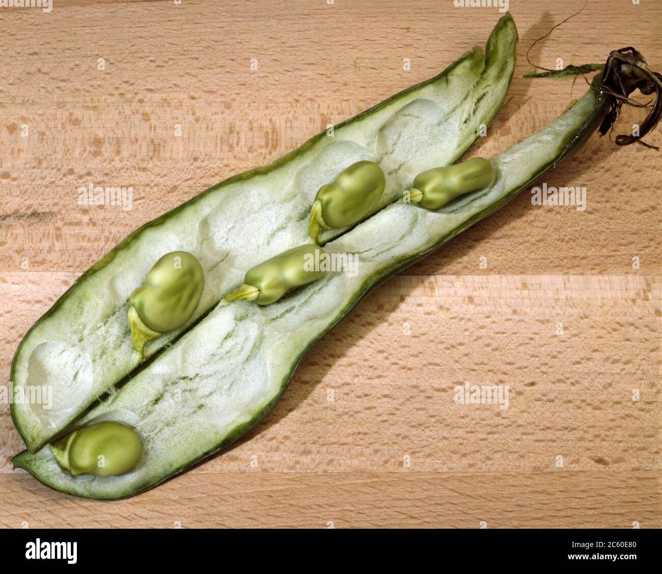 Broad Beans in a Pod Stock Photo Alamy
