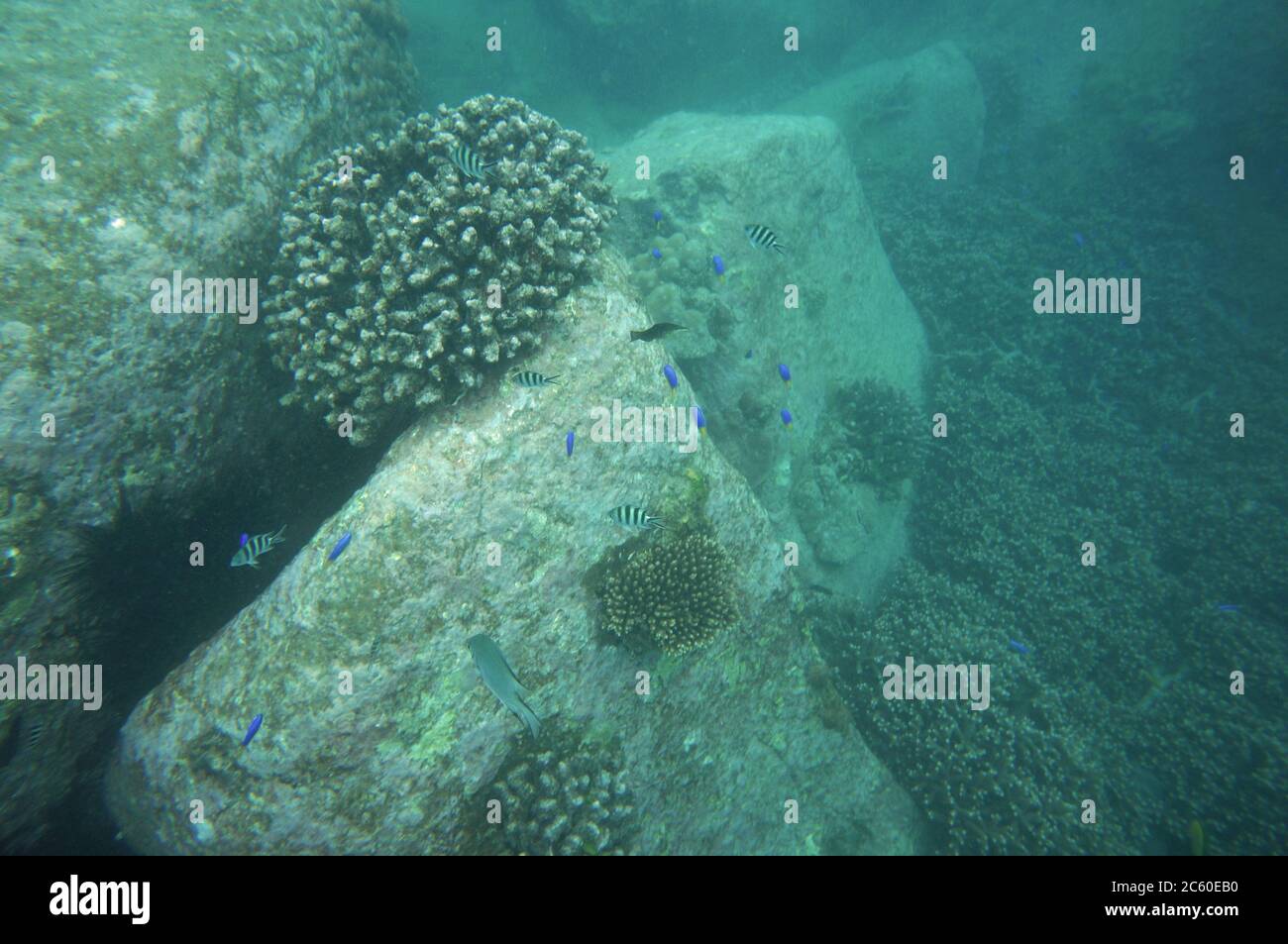 Reef life around Seychelles Granite Rocks Stock Photo