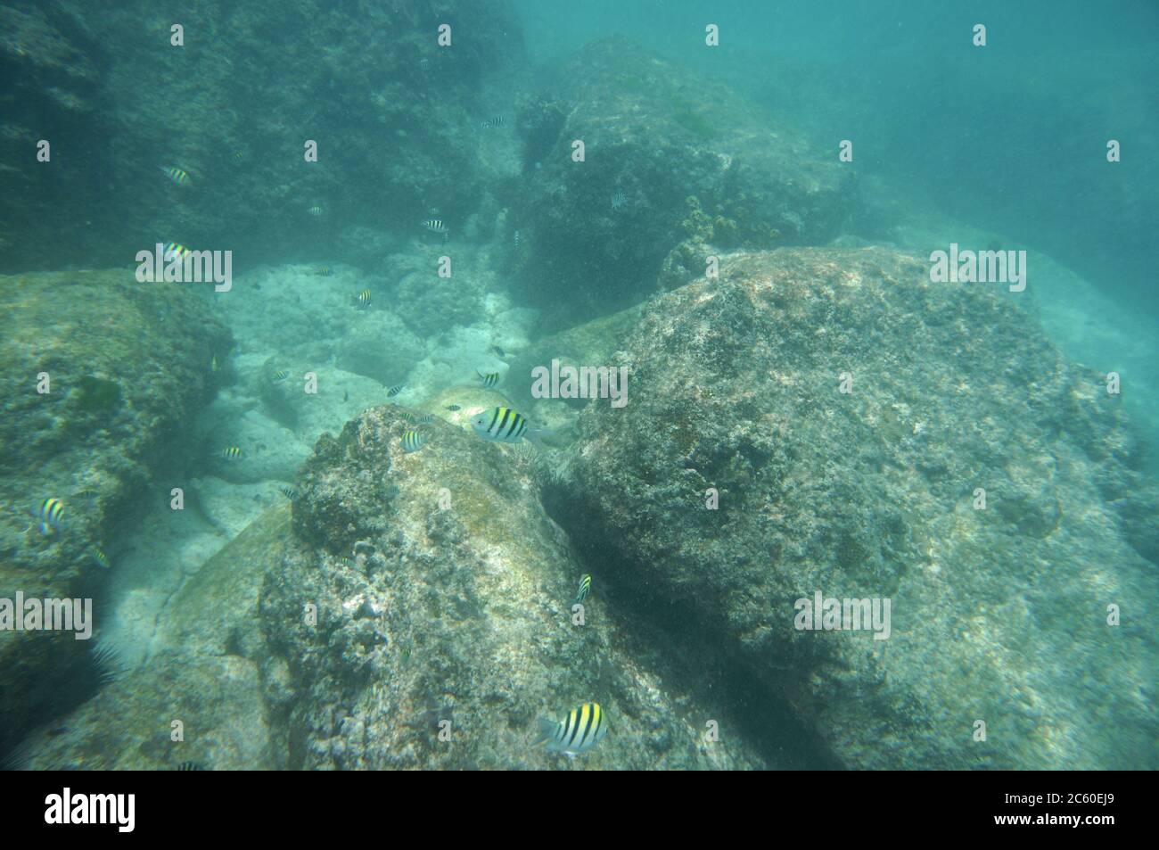 Indopacific seargent fish with granite rocks Stock Photo