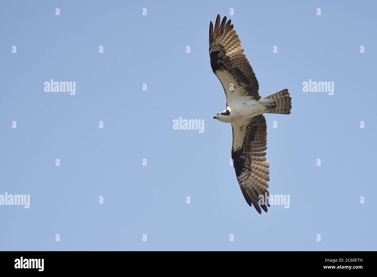 Osprey (Pandion haliaetus) flying over the sky looking for fishes Stock Photo